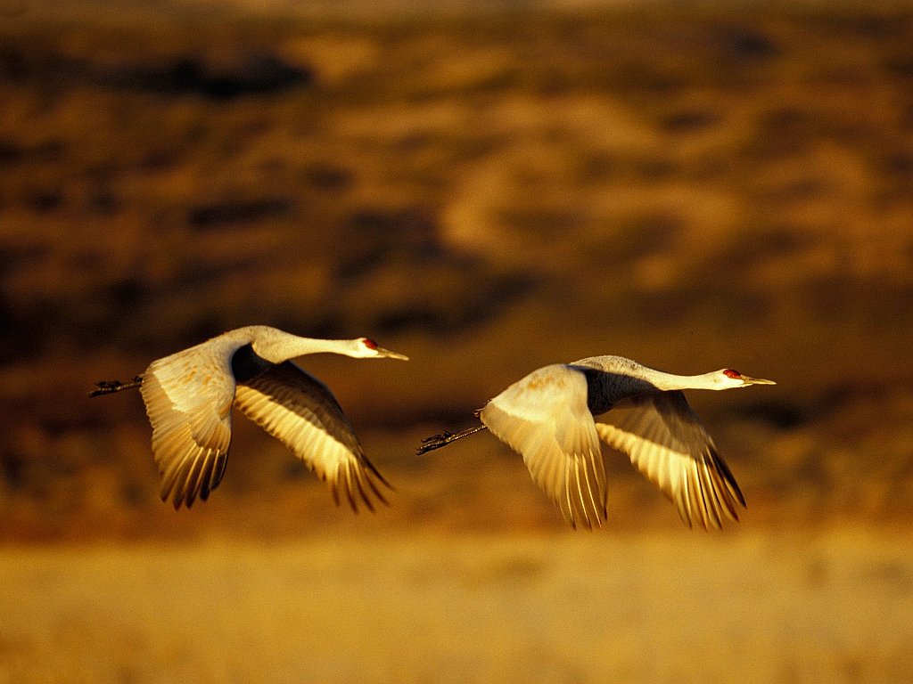Sandhill Cranes in Flight, Bosque del Apache N.W.R., New Mexico